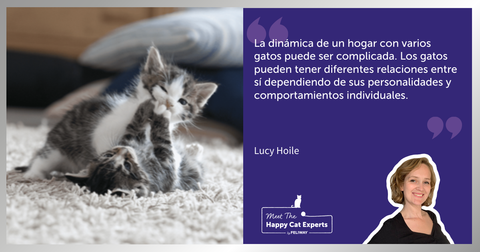 ¿Mis gatos juegan o se pelean? ¿Cómo saberlo? | Happy Cat Expert