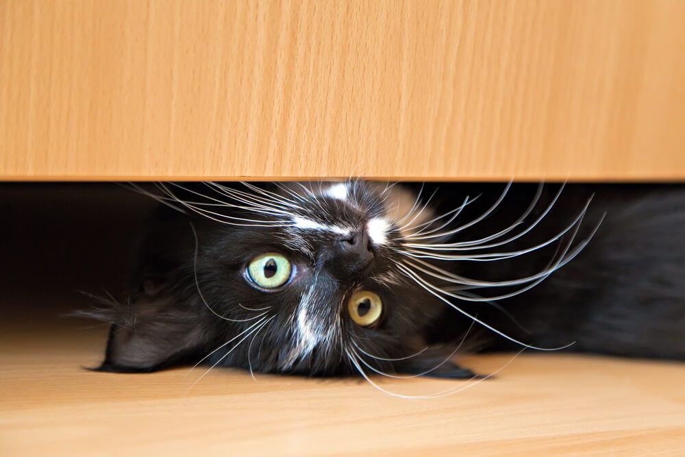 Por qué mi gato se esconde debajo de la cama