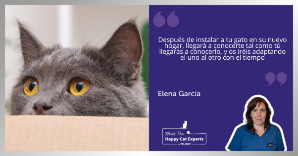 Gato gris con ojos dorados mirando desde la parte superior de una caja de cartón.