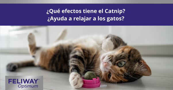 Gato multicolor tumbado boca arriba jugando con una pelota de catnip en una cocina.