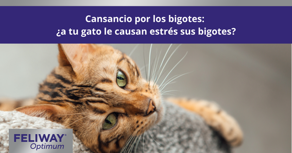 Joven gato bengalí con largos bigotes tumbado en un árbol para gatos gris y suave.
