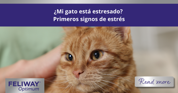 Gato naranja sentado en el regazo de su humano.
