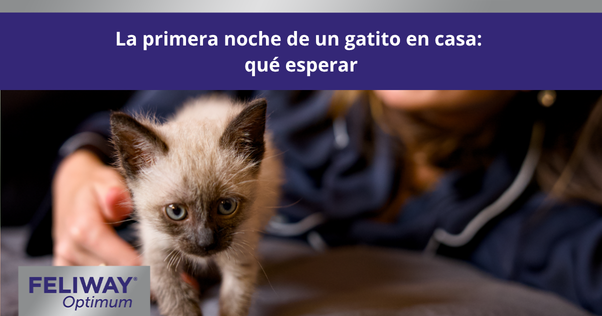 Pequeño gatito siamés caminando sobre una cama mientras una mujer descansa en el fondo.