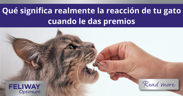 Gato Maine Coon gris comiendo un premio de una mano extendida.