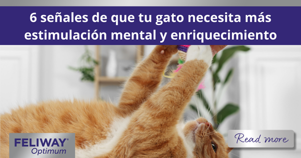 Gato naranja estirándose para jugar con un juguete que su humano sostiene sobre él.