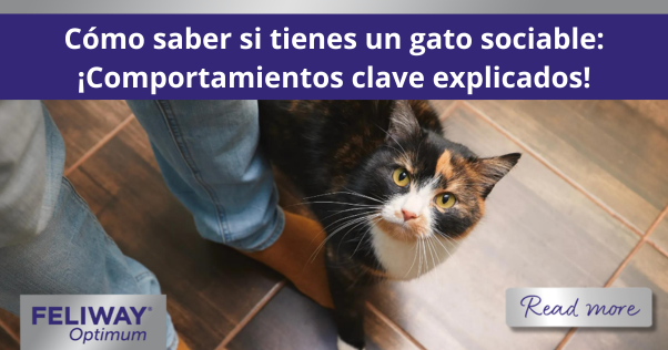 Gato negro con manchas naranjas en la cara, mirando hacia arriba a su humano mientras camina entre sus piernas.