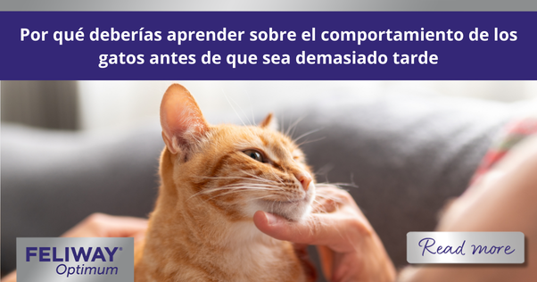 Hombre acariciando a un gato naranja sentado sobre su pecho.
