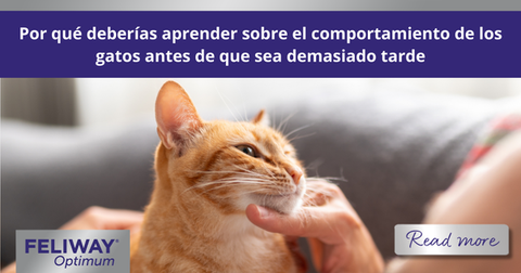 Hombre acariciando a un gato naranja sentado sobre su pecho.