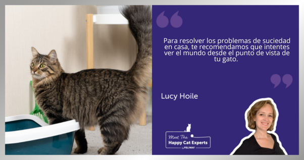 Un gato doméstico junto a una caja de arena en la sala de estar.
