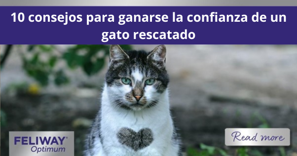 10 consejos para ganarse la confianza de un gato rescatado