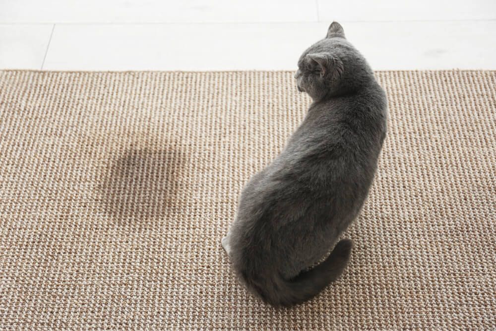 5 Razones por las que tu gato podría estar orinando por casa