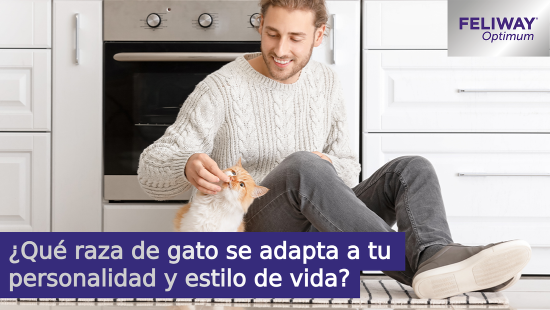 ¿Qué raza de gato se adapta a tu personalidad y estilo de vida? 7 puntos a tener en cuenta