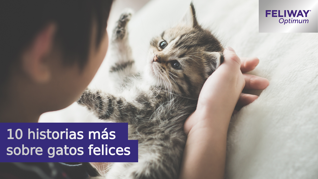 10 historias más sobre gatos felices