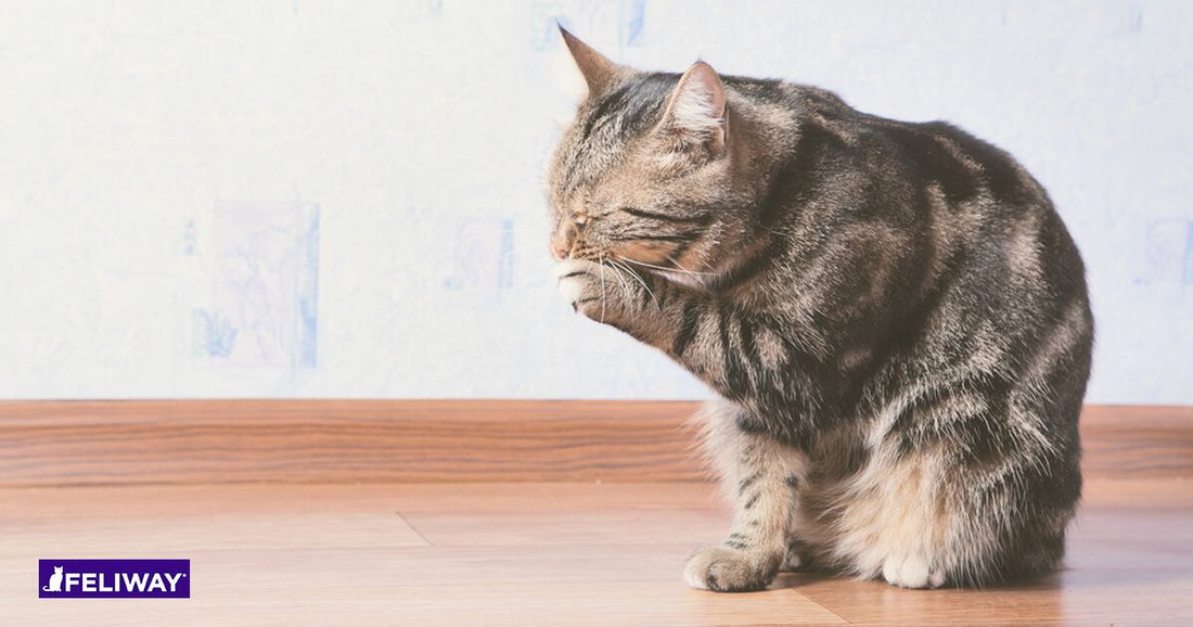 ¿Tu gato se lame demasiado? Puede ser que esté estresado...