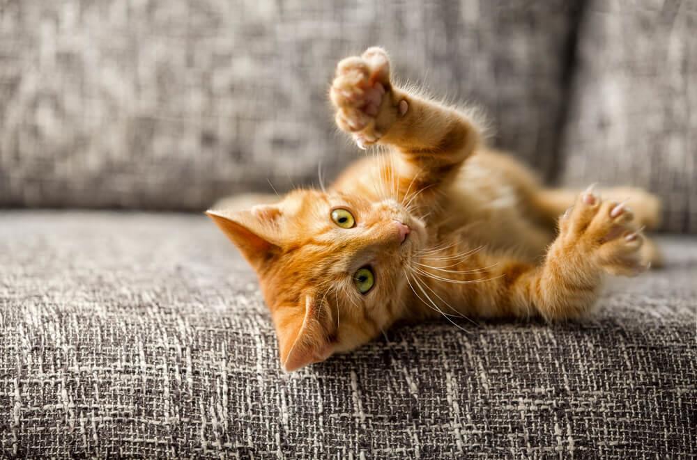 ¿Remedios caseros para evitar que mi gato arañe los muebles?