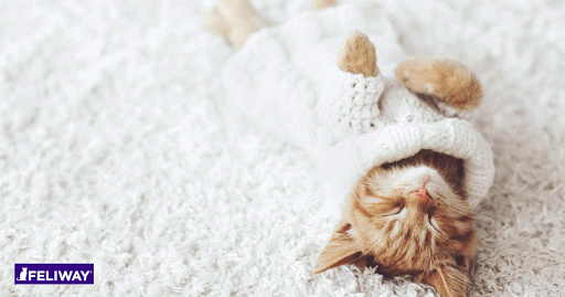 Ya llega el invierno: prepara a tu gato