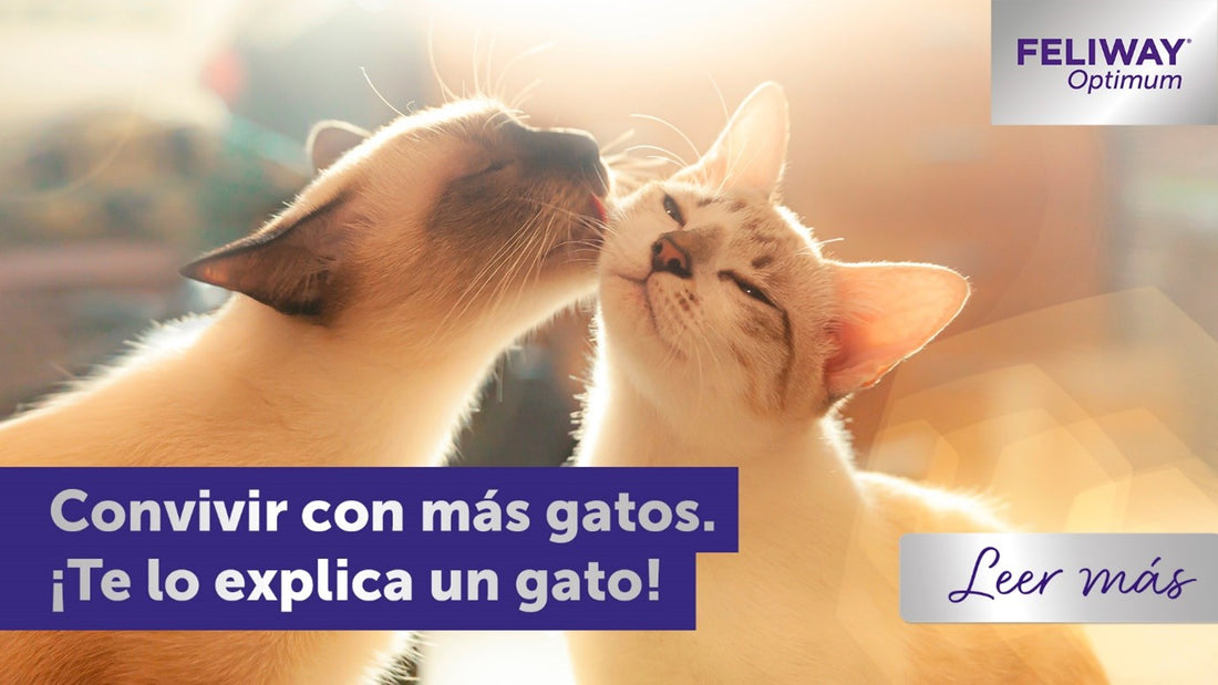 ¡Vivir en un hogar con varios gatos! El punto de vista de un gatito