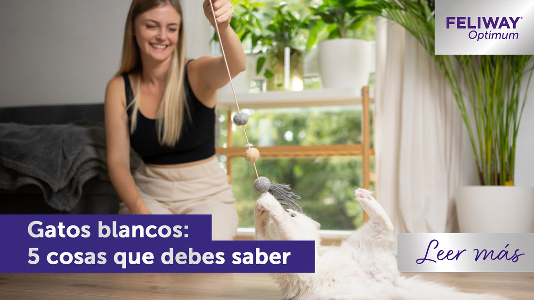 5 curiosidades sobre los gatos blancos