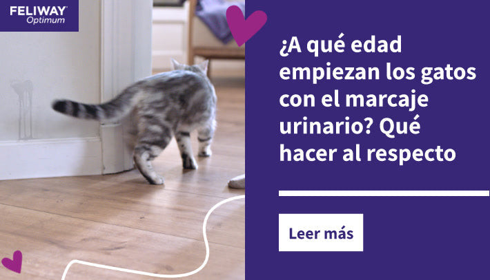 ¿A qué edad empiezan los gatos con el marcaje urinario? Qué hacer al respecto