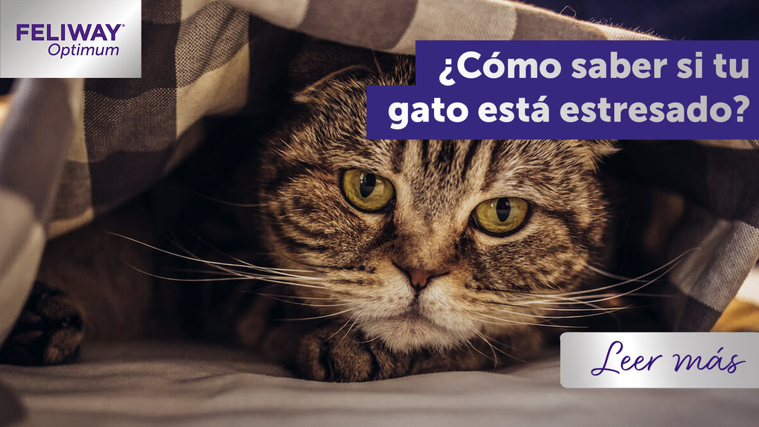 Cómo saber si tu gato está estresado: 24 señales a tener en cuenta
