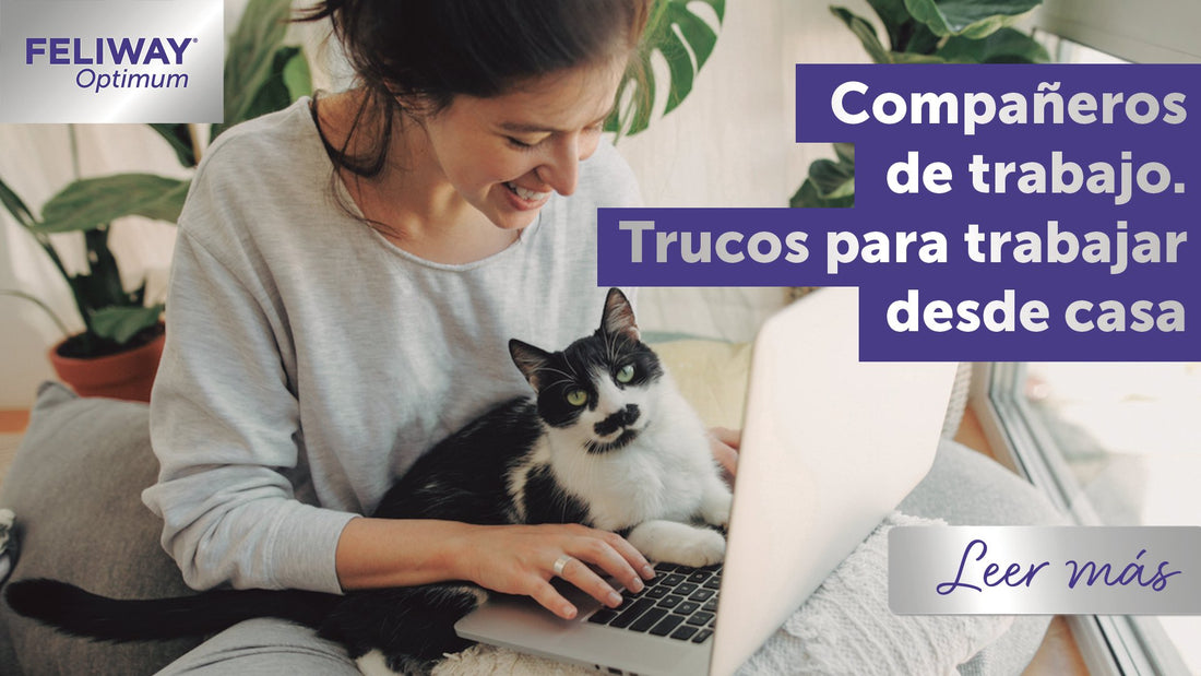 Tu colega purrrfecto: Consejos de un gato para trabajar desde casa