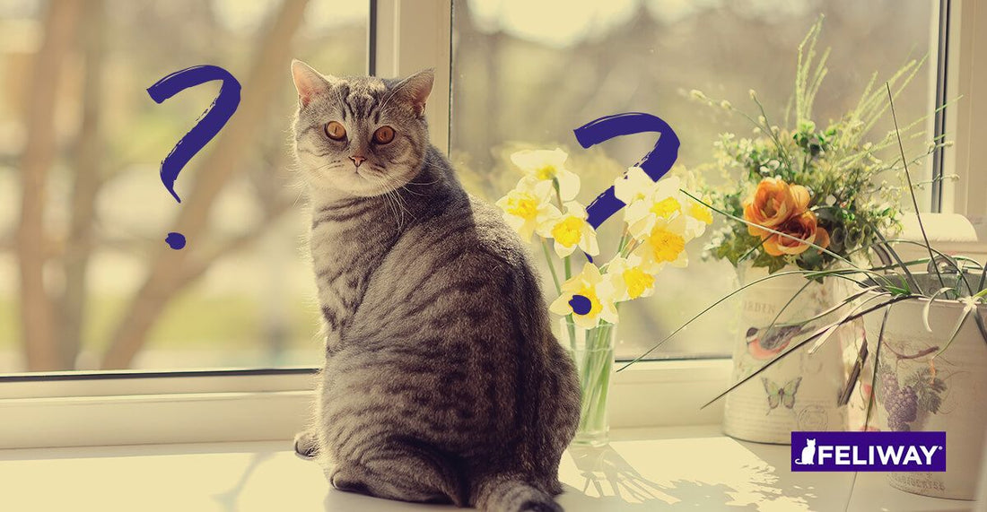 Cuánto tiempo puedo dejar solo a mi gato