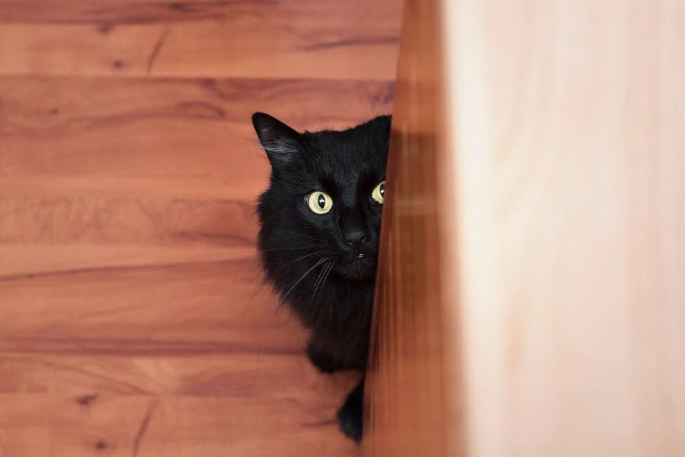 ¡3 razones por las que tu gato puede estar escondiéndose!