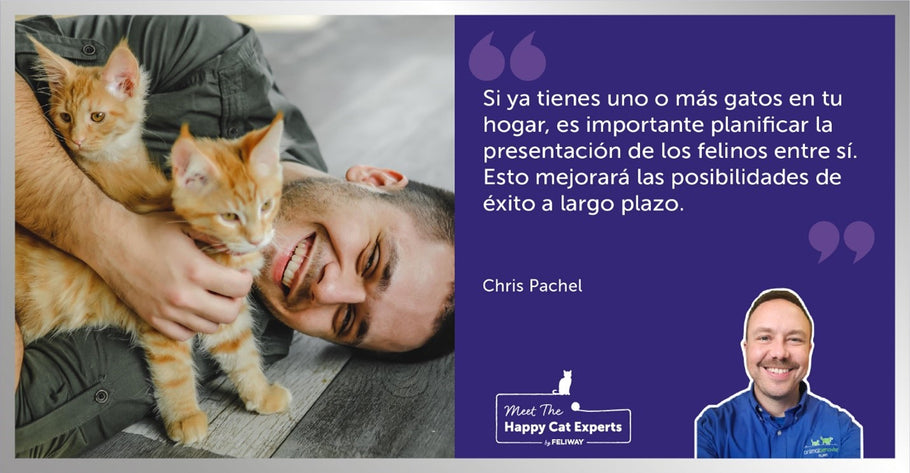 ¡Va a llegar un nuevo gato a casa! ¿cómo se lo presentas a tus gatos?