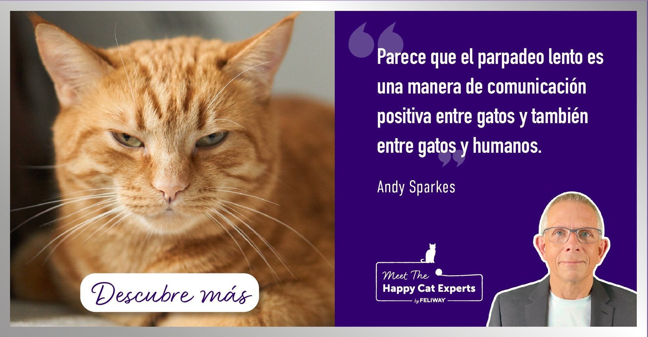 ¿Por qué los gatos parpadean lentamente? ¡Un experto en gatos te lo explica!