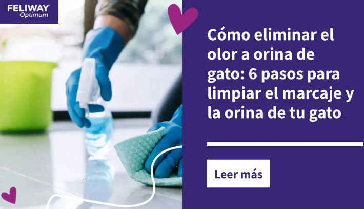 Cómo eliminar el olor a orina de gato: 6 pasos para limpiar el marcaje y la orina de tu gato