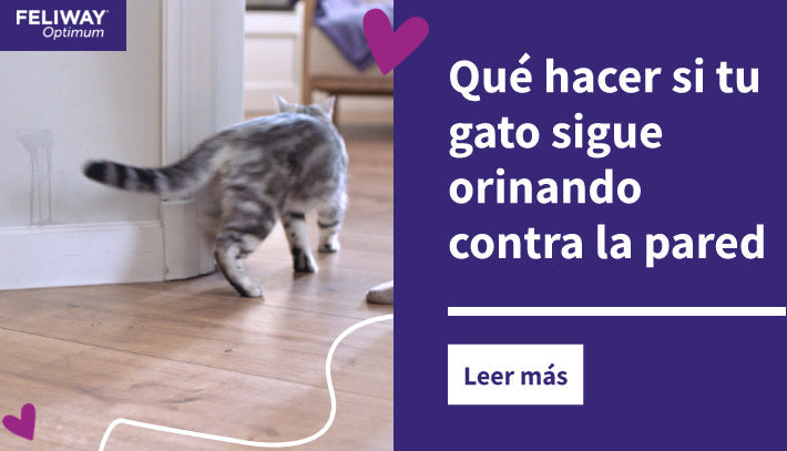 Qué hacer si tu gato sigue orinando contra la pared