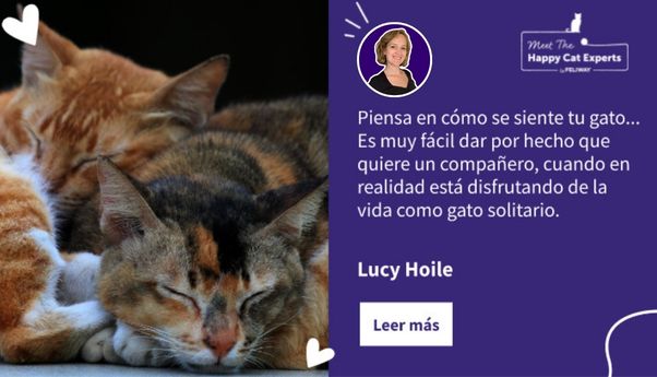 ¿Deberías tener otro gato? ¡Un experto en gatos felices te lo explica!
