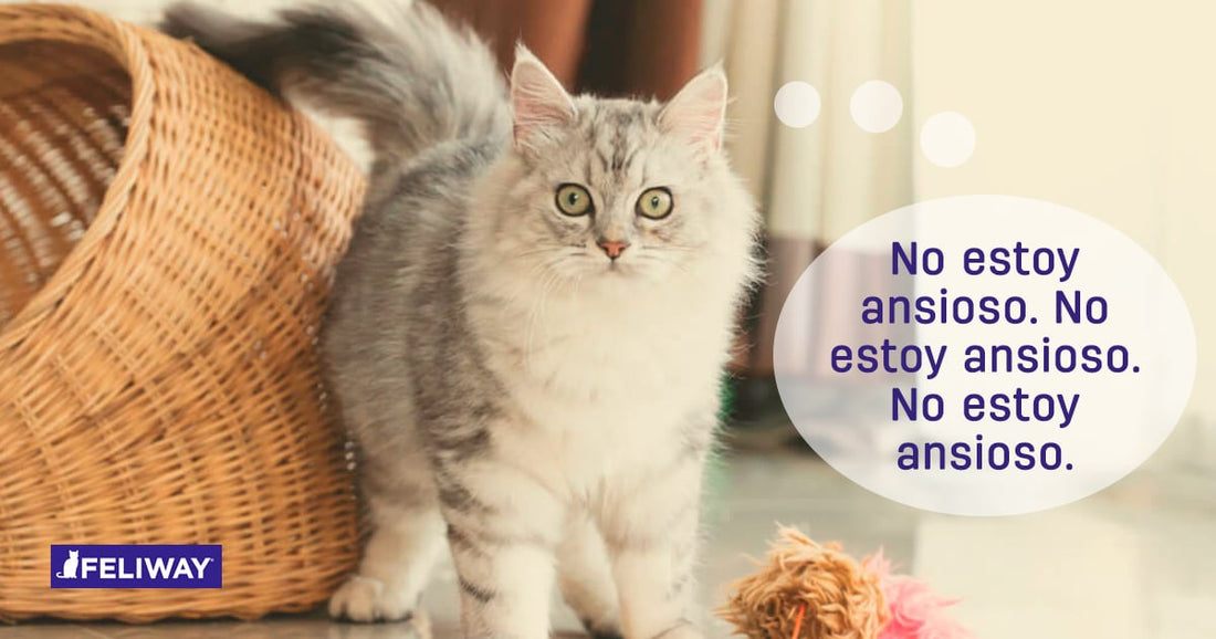 ¿Cómo calmar a un gato con estrés o ansiedad?