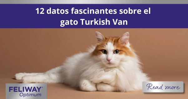 Gato Turkish Van blanco y marrón, de pelo largo y esponjoso, tumbado.