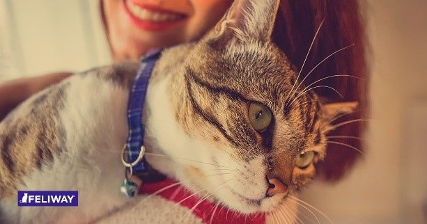 7 propósitos de Año Nuevo que te beneficiarán a ti y a tu gato