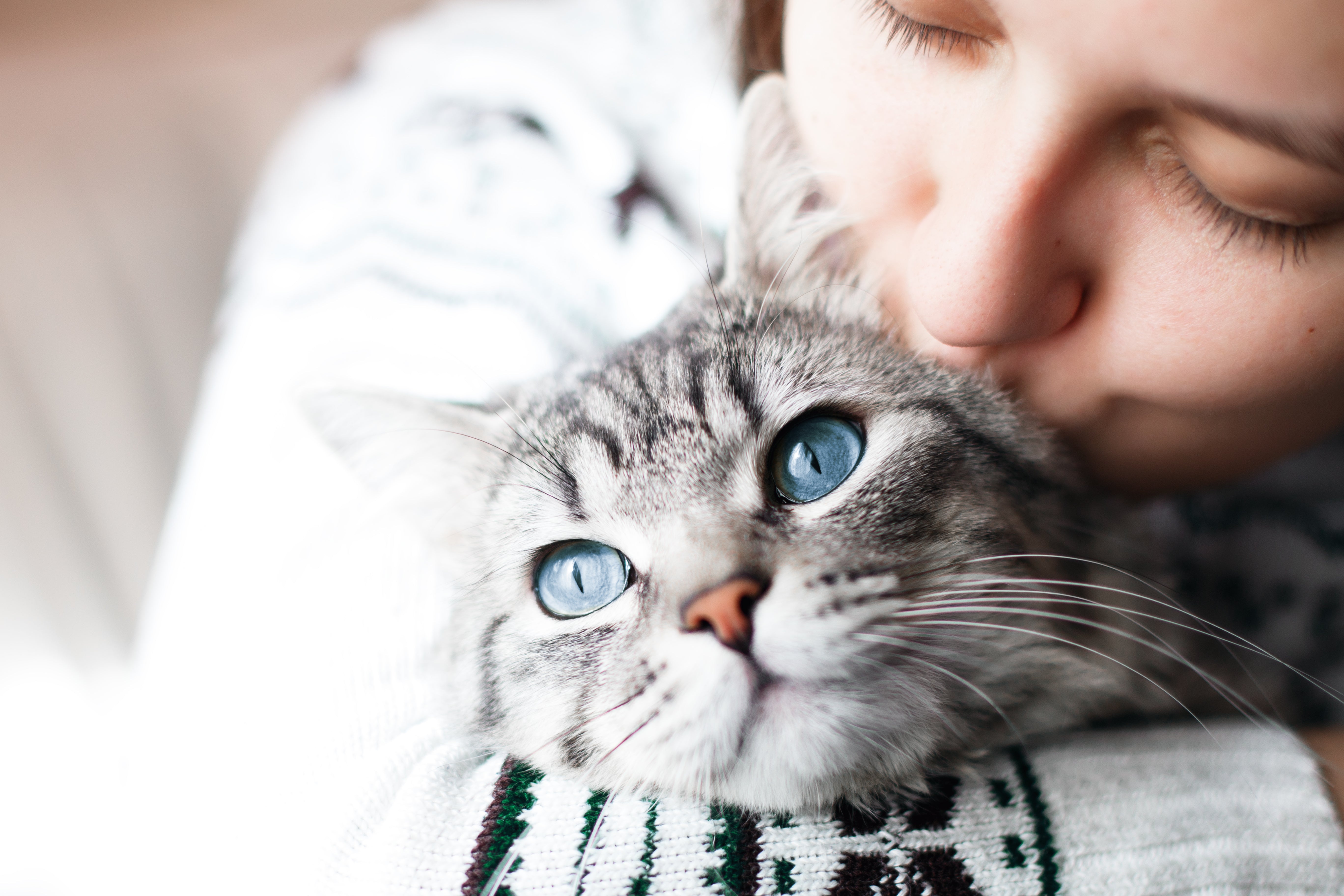 ¡Llega el gran concurso para Cat Lovers!: ¿Cuánto sabes de gatos?