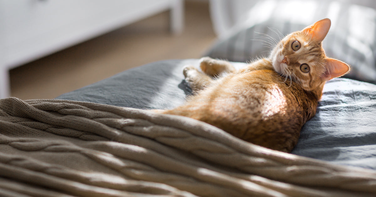 El punto de vista de un gato: Por qué orino en la cama de mi humano