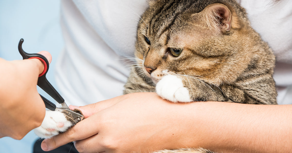 Controlando sus garras: Consejos para cortar las uñas de tu gato