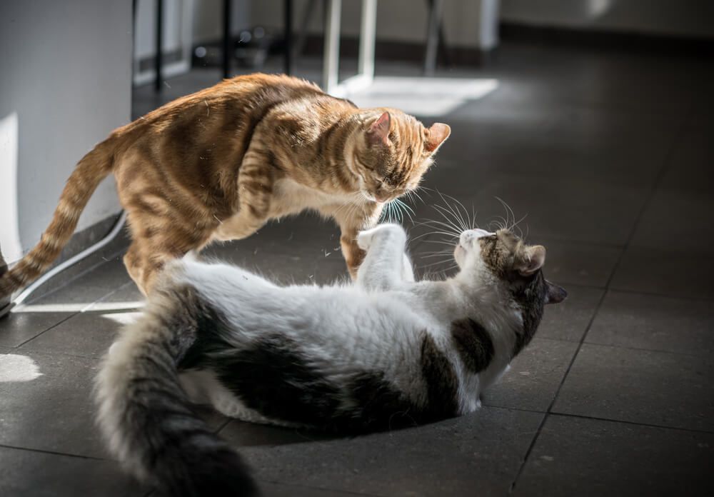 Siete consejos para evitar las peleas de tus gatos