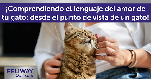 Gato cariñoso frotándose contra la mano de una mujer.