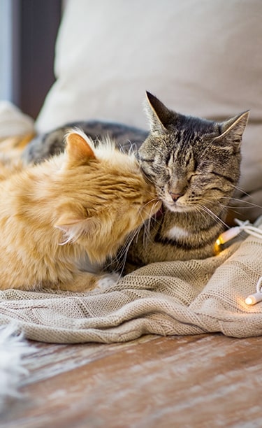 FELIWAY FRIENDS 48ml recarga de feromonas para gato - MASCOTAMODA